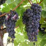 Bulgarian vines