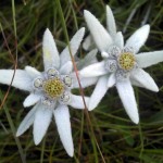 Edelweiss